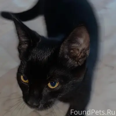 Найден котёнок, 10 квартал