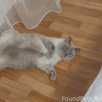 Пропал кот, район Черёмушки