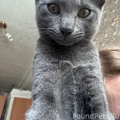Пропал котёнок