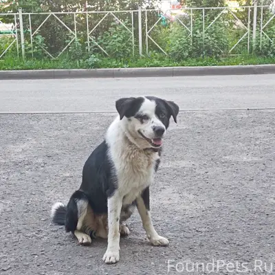 Пропала собака, Недостоево