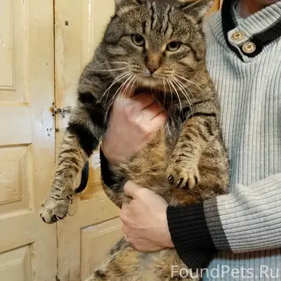 Пропал кот Тихон