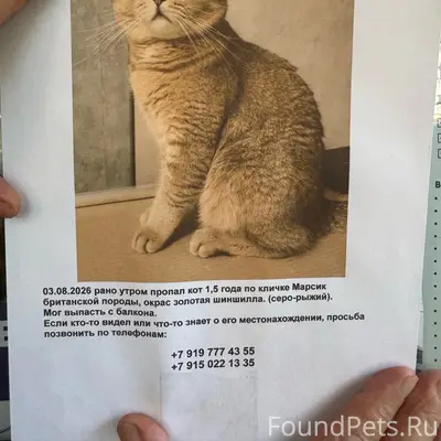 Пропал кот, Сергиев Посад