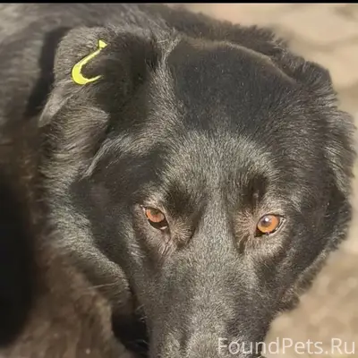 Пропала собака Мила, промзона