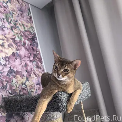 Пропал кот Перс, Нижневартовск