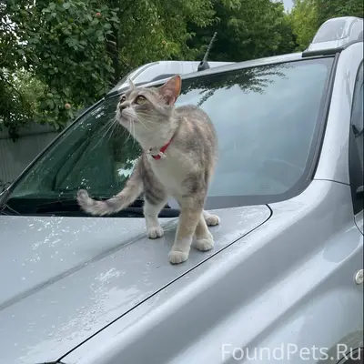 Пропала кошка, район Техникума