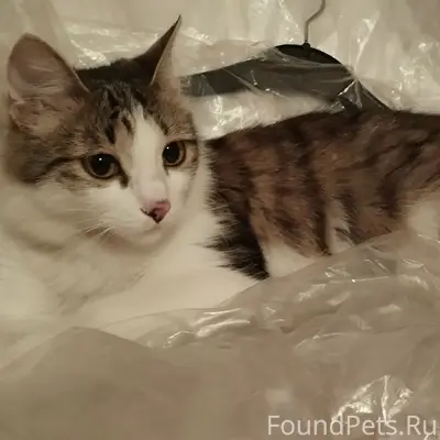 Найдена кошка, Взлётка, ул. Весны