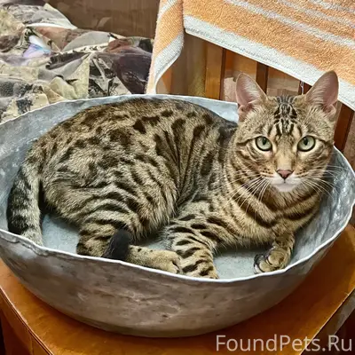 Пропал кот