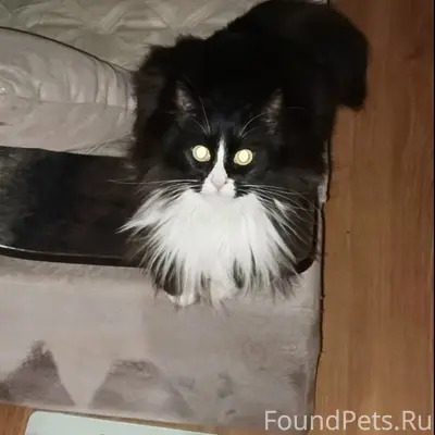 Пропала кошка, возможно заблудилась, ошейник