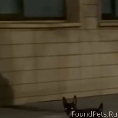 Пропал Кекс, собака