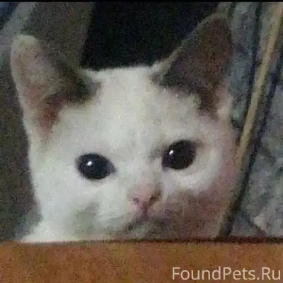 Пропал белый кот, Красный проспект