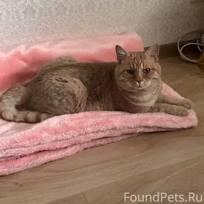 Пропал кот Мартин 