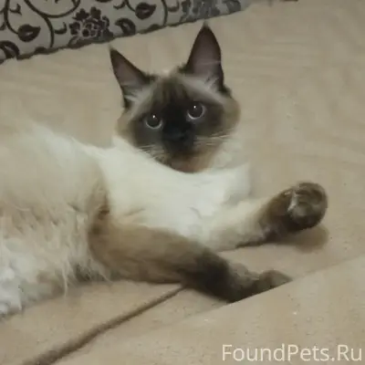 Пропала кошка, район Шлаково