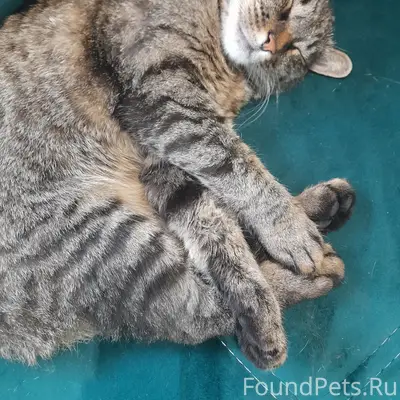 Найдена кошка, улица Коммунистическая