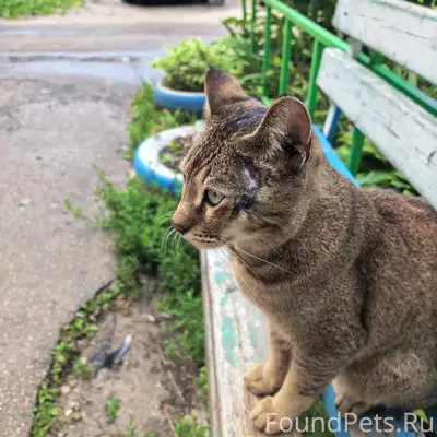 Найдена абиссинская кошка, район ул. Урицкого