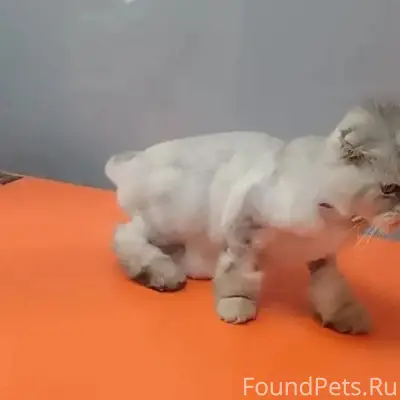 Пропал кот, молодой кастрированный