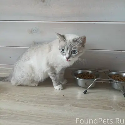 Найдена кошка, район Меланжевого комбината