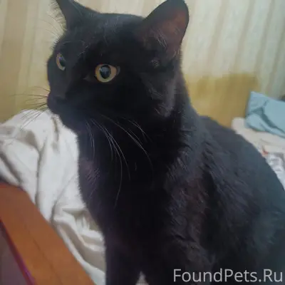 Пропал молодой кот Том, г. Липецк