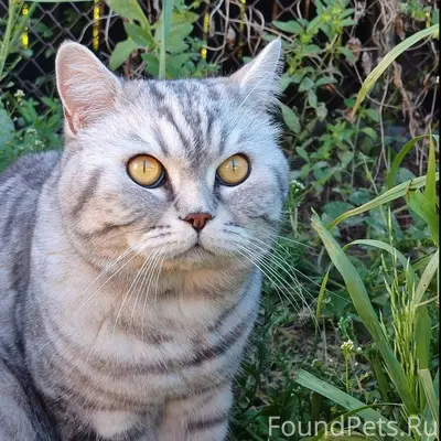 Пропал кот, частный сектор