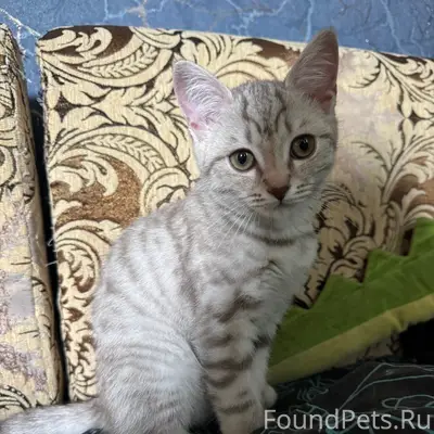 Пропала кошка Юна, Лихачева 26