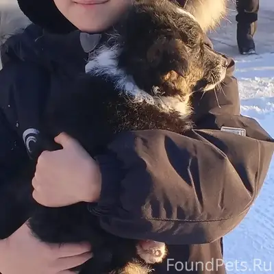 Пропал кобель, район 2 школы