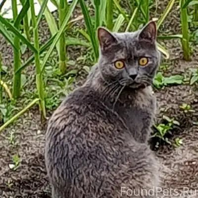 Пропала кошка Соня, Черёмуха