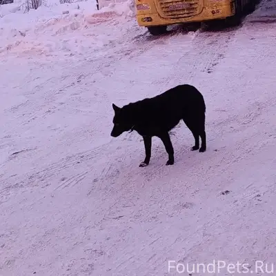 Пропала собака Лада, Новодвинск