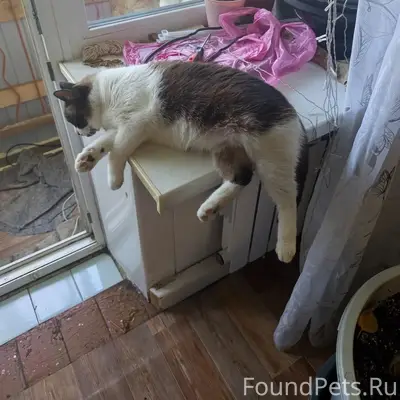 Пропала кошка Мотя, ул. Ленина