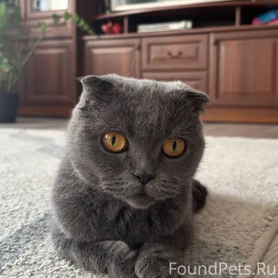 Пропала кошка, г. Полесск, ул. Тельмана