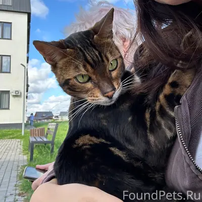 Найдена кошка, Зеленоградск
