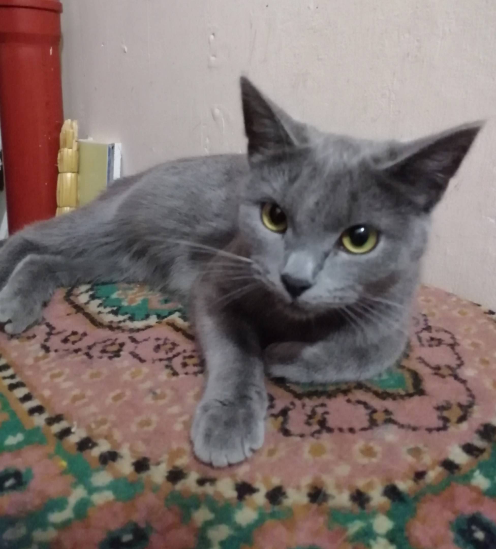 Найдена молодая кошка, район Металлистов