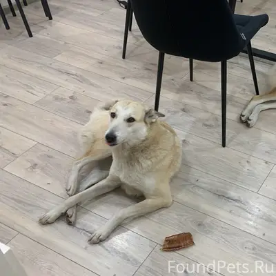 Пропали собаки, с. Чернопятово