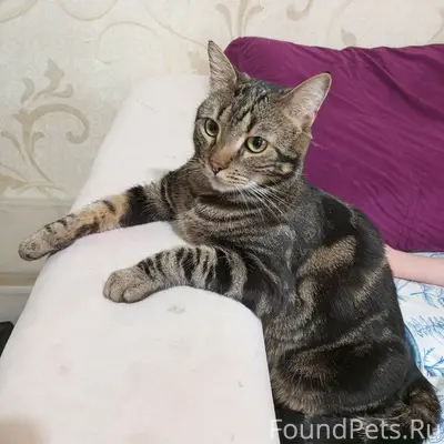 Пропал кот,