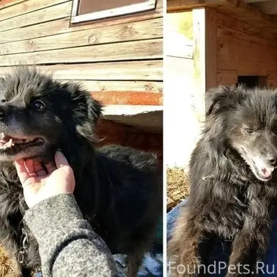 Пропал пёс Жульен, Омск, Порт-Артур