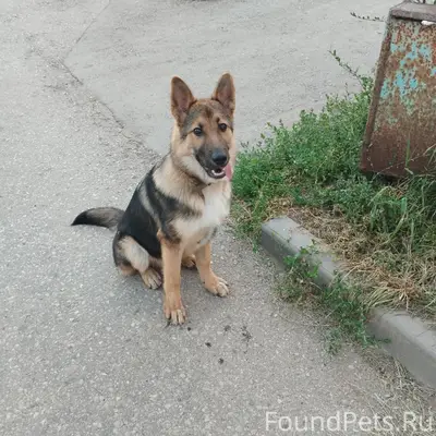 Пропала собака, Кудымкар