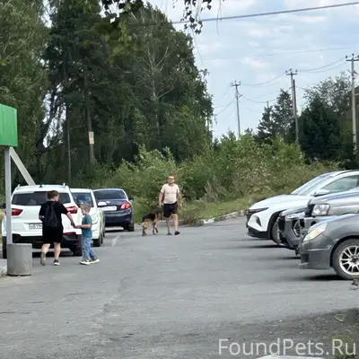 Бегает собака 