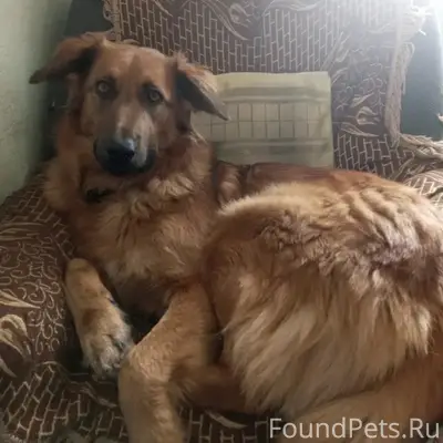 Пропал пёс, Речкуновка