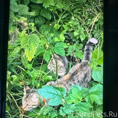 Найдена кошка с котёнком, СНТ