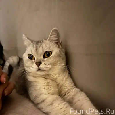 Пропала кошка, д. Вершина Восход