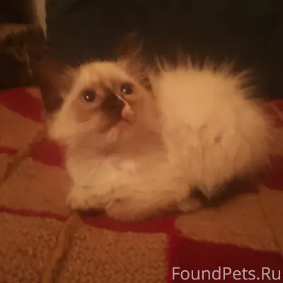 Найден котёнок, ул. Пушкина 85 а