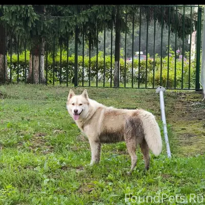 Пропал хаски Алтай, Калуга