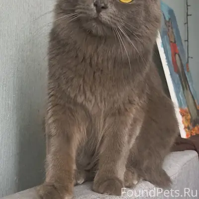 Потерялась кошка 