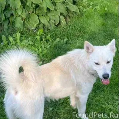 Пропал пёс Бим, Гурещина