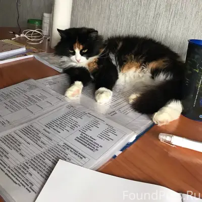 Пропала кошка, район Володарского-Папанина