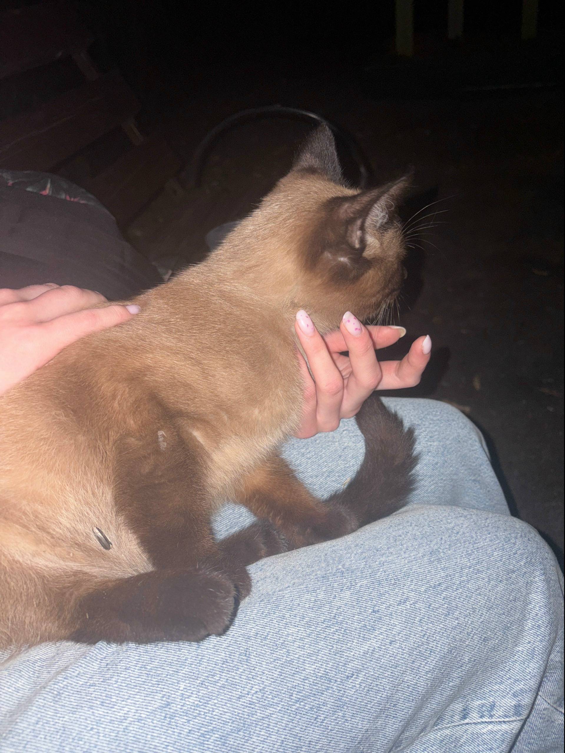 Найдена кошка, Жуковский, Гагарина д. 54