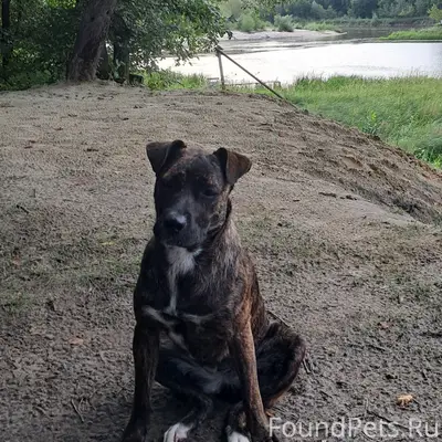 Найден домашний пёс, Черкасский затон