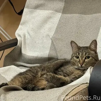 Пропала кошка Лина, Центральный район