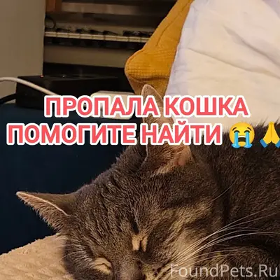 Пропала кошка Маркиза, Южное Бутово