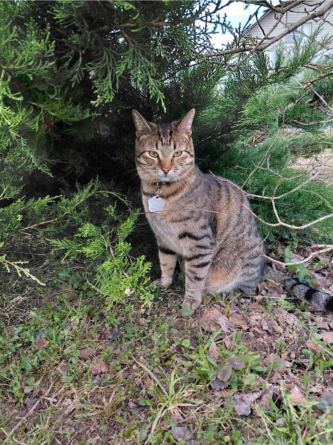 Пропал кот, Тишково