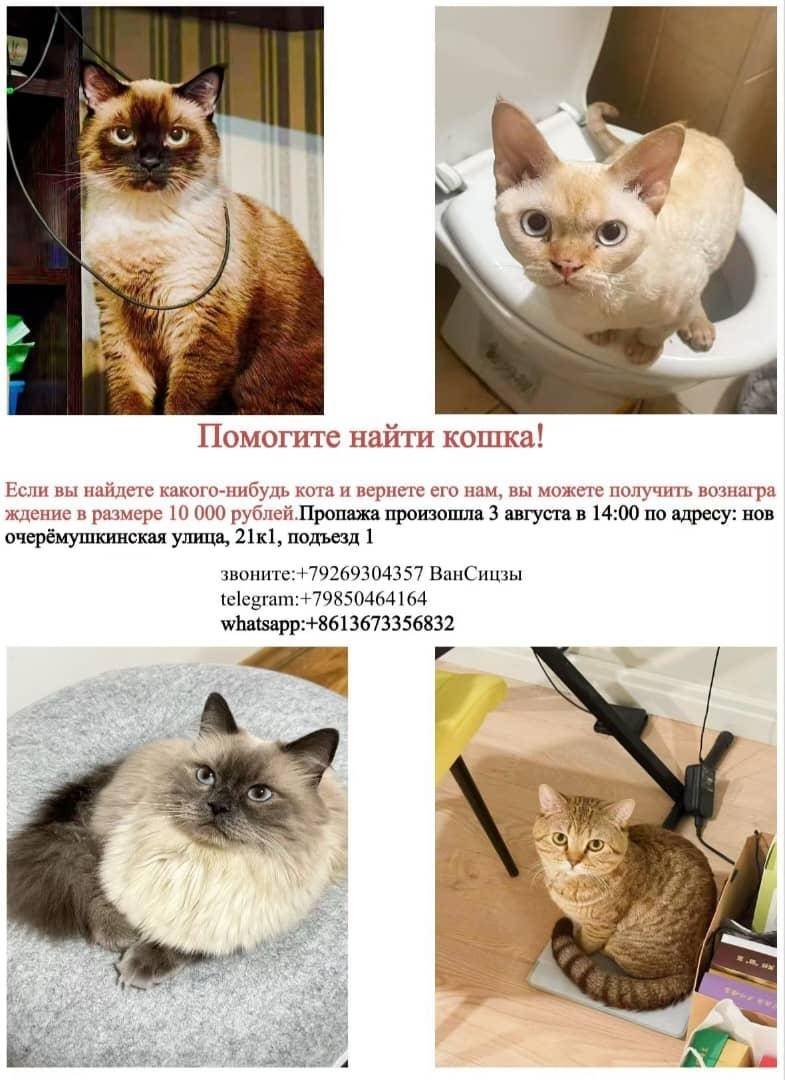 Пропали кошки, место не указано