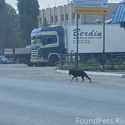 Найден щенок немецкой овчарки, Песчано-Уметская 10А